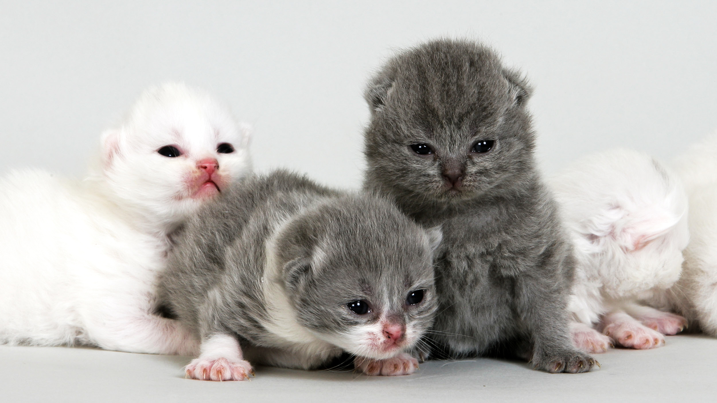 Котята открывают глазки через. Британские котята вислоухие Новорожденные. Котята открывают глаза. Недельные котята. Новорожденные котята вислоухие.